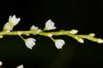 Dotted smartweed 